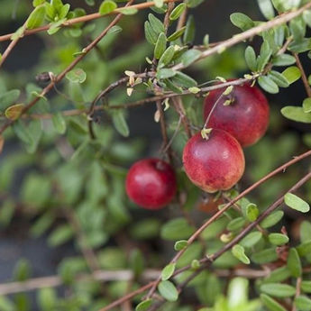 CANNEBERGE PILGRIM (Cranberry) AB - PLANT     